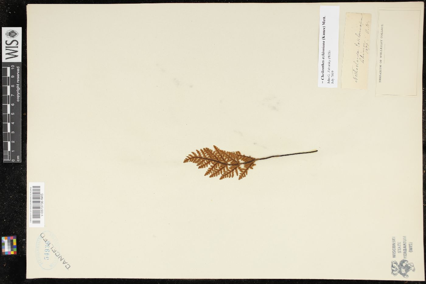 Cheilanthes eckloniana image