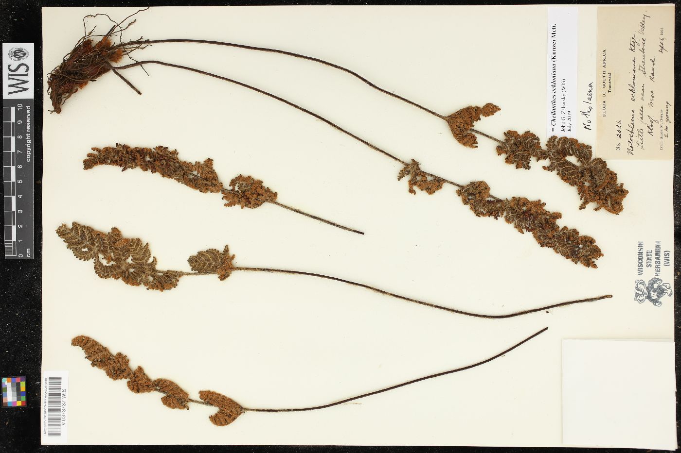 Cheilanthes eckloniana image