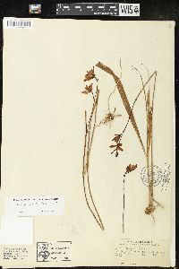 Calopogon tuberosus image