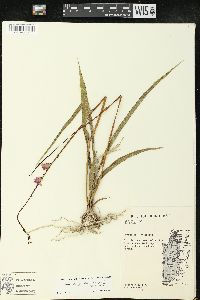 Bletia purpurea image