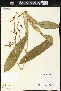 Image of Brassia maculata