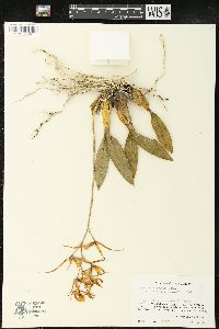 Brassia verrucosa image