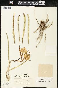 Brassavola nodosa image