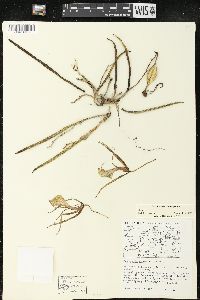 Brassavola nodosa image