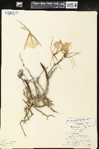 Brassavola nodosa image