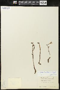 Triphora trianthophora image