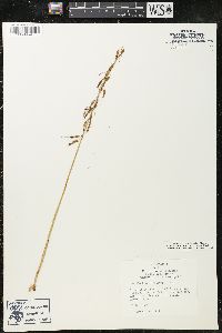 Tipularia discolor image