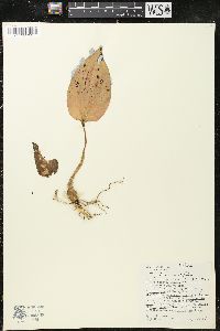 Tipularia unifolia image