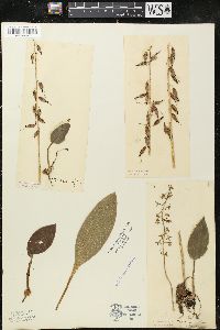 Tipularia unifolia image