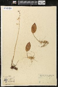 Tipularia unifolia image