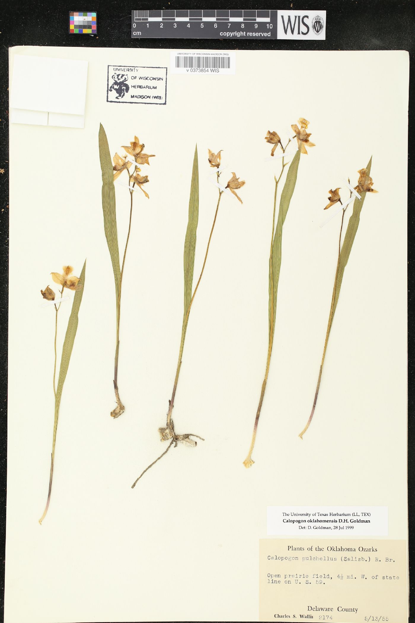 Calopogon oklahomensis image