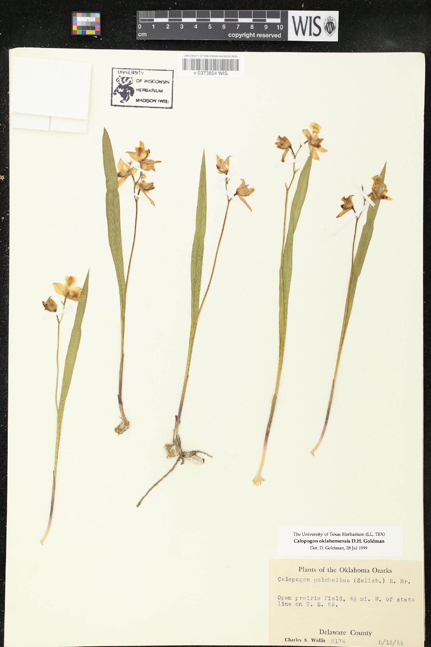 Calopogon oklahomensis image