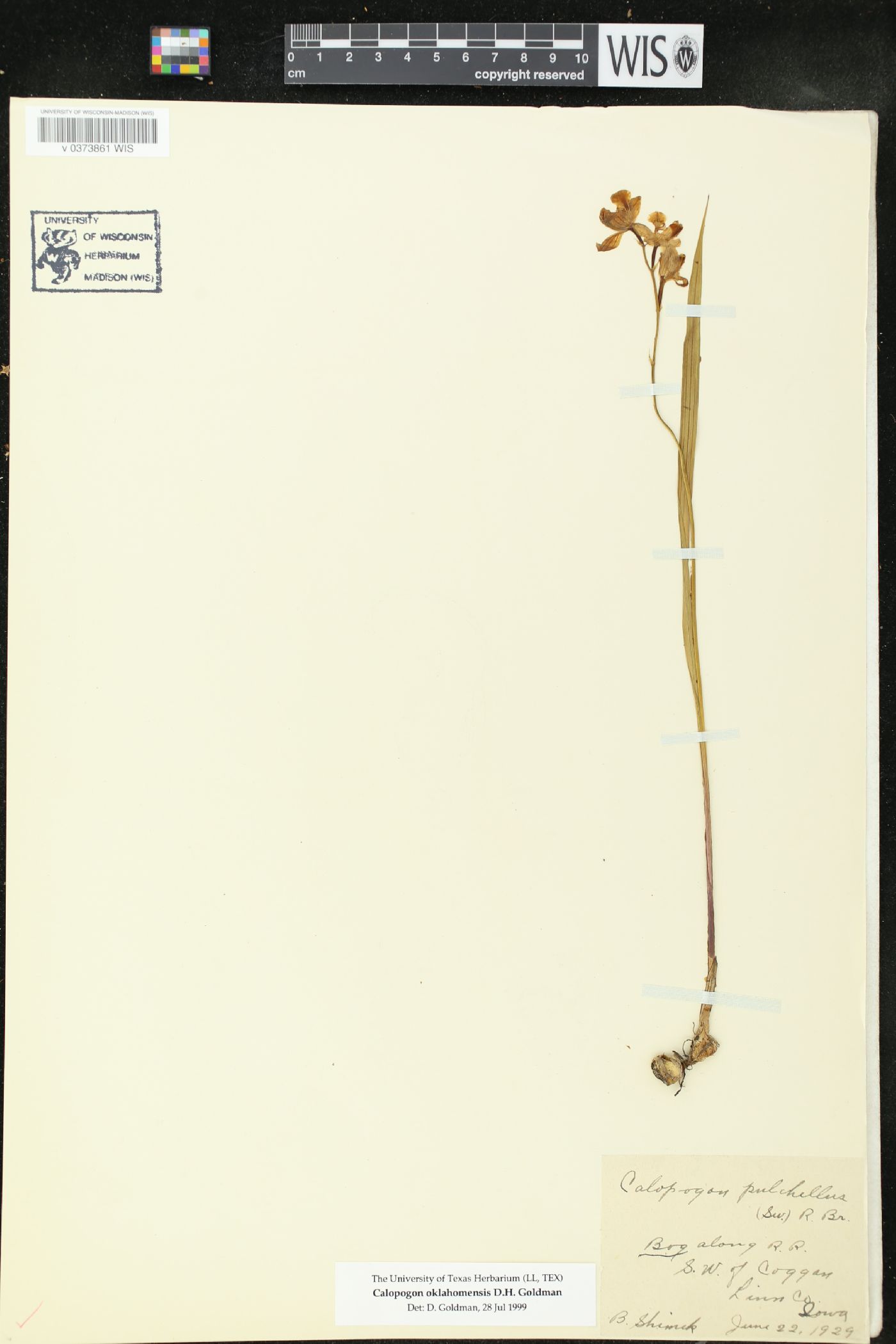Calopogon oklahomensis image