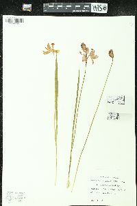 Calopogon pallidus image