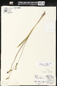 Calopogon tuberosus var. tuberosus image