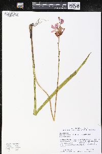 Calopogon tuberosus var. tuberosus image