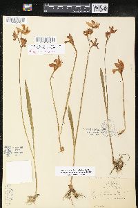 Calopogon tuberosus image