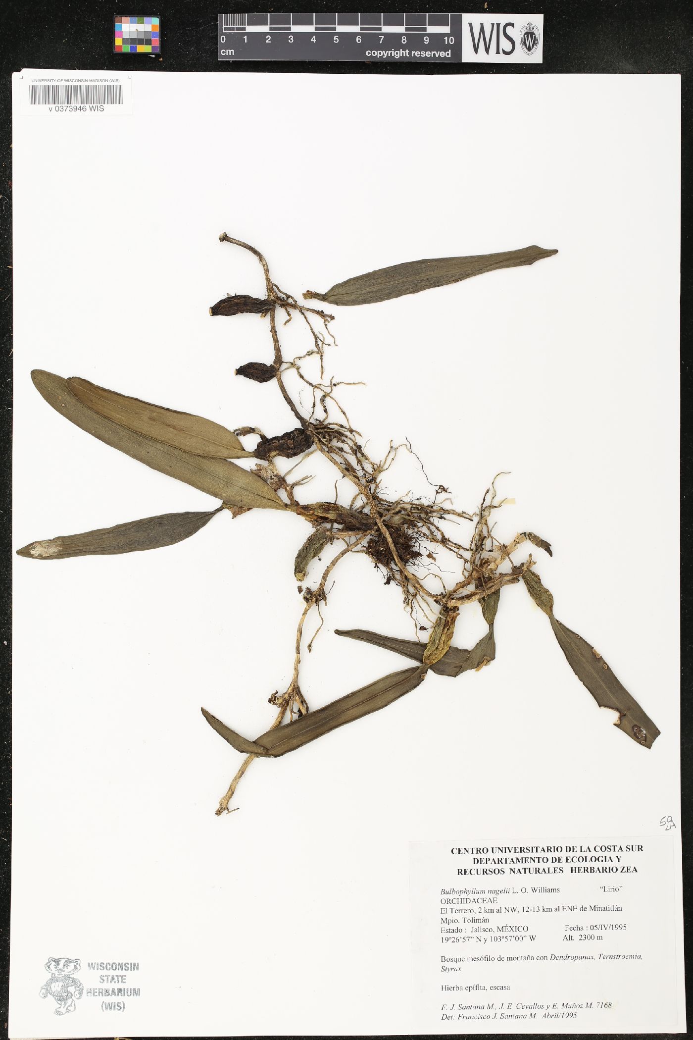 Bulbophyllum napellii image