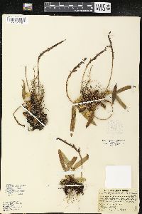 Bulbophyllum pachyrachis image