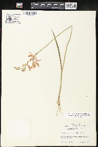 Calopogon tuberosus var. tuberosus image