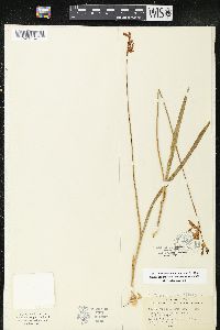 Calopogon tuberosus var. tuberosus image