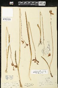 Calopogon tuberosus var. tuberosus image