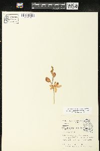 Calopogon tuberosus image