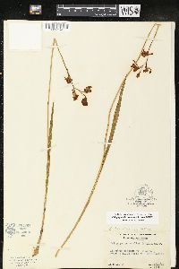 Calopogon tuberosus var. tuberosus image