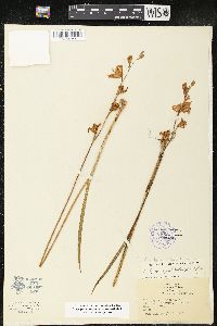 Calopogon tuberosus var. tuberosus image