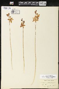 Calopogon tuberosus var. tuberosus image