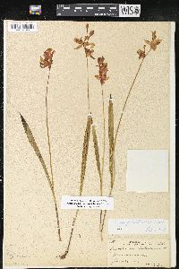 Calopogon tuberosus image