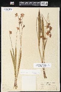 Calopogon tuberosus var. tuberosus image