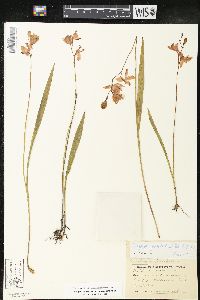 Calopogon tuberosus image