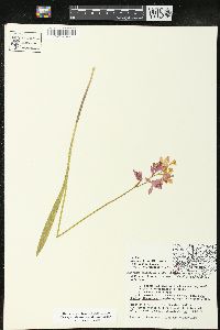 Calopogon tuberosus image