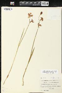 Calopogon tuberosus var. tuberosus image