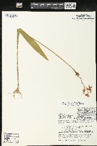 Calopogon tuberosus image