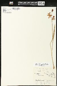 Calopogon tuberosus image