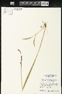 Calopogon tuberosus var. tuberosus image