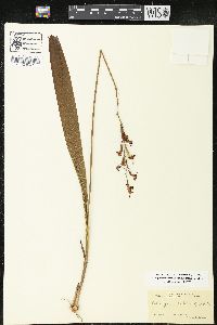 Calopogon tuberosus var. tuberosus image