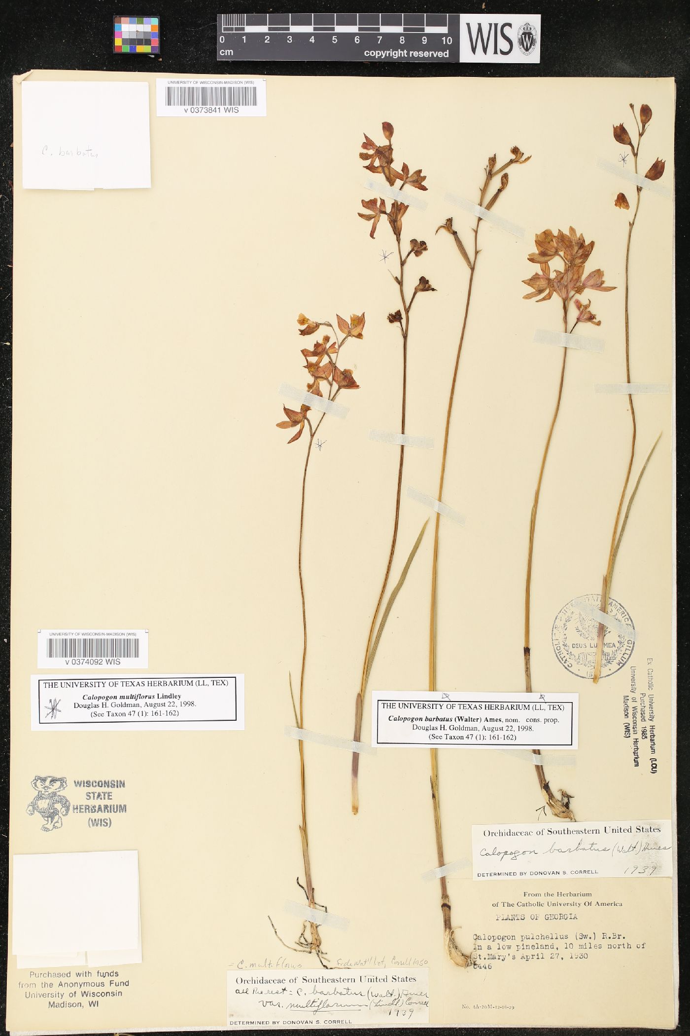 Calopogon multiflorus image