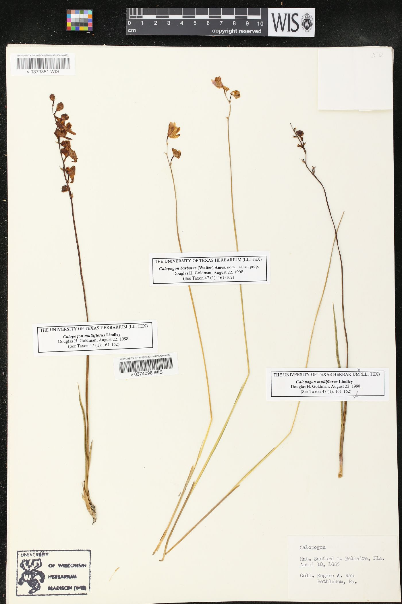 Calopogon multiflorus image
