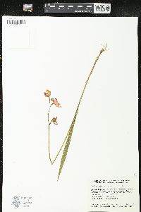 Calopogon tuberosus image