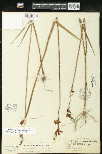 Calopogon tuberosus var. simpsonii image