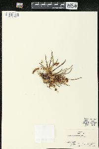 Image of Capanemia uliginosa