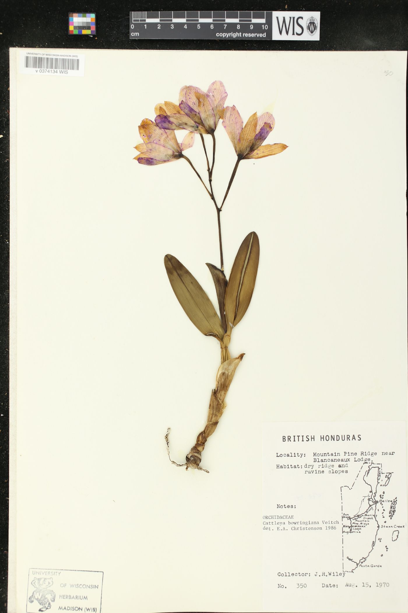 Guarianthe aurantiaca image