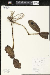 Image of Cattleya violacea