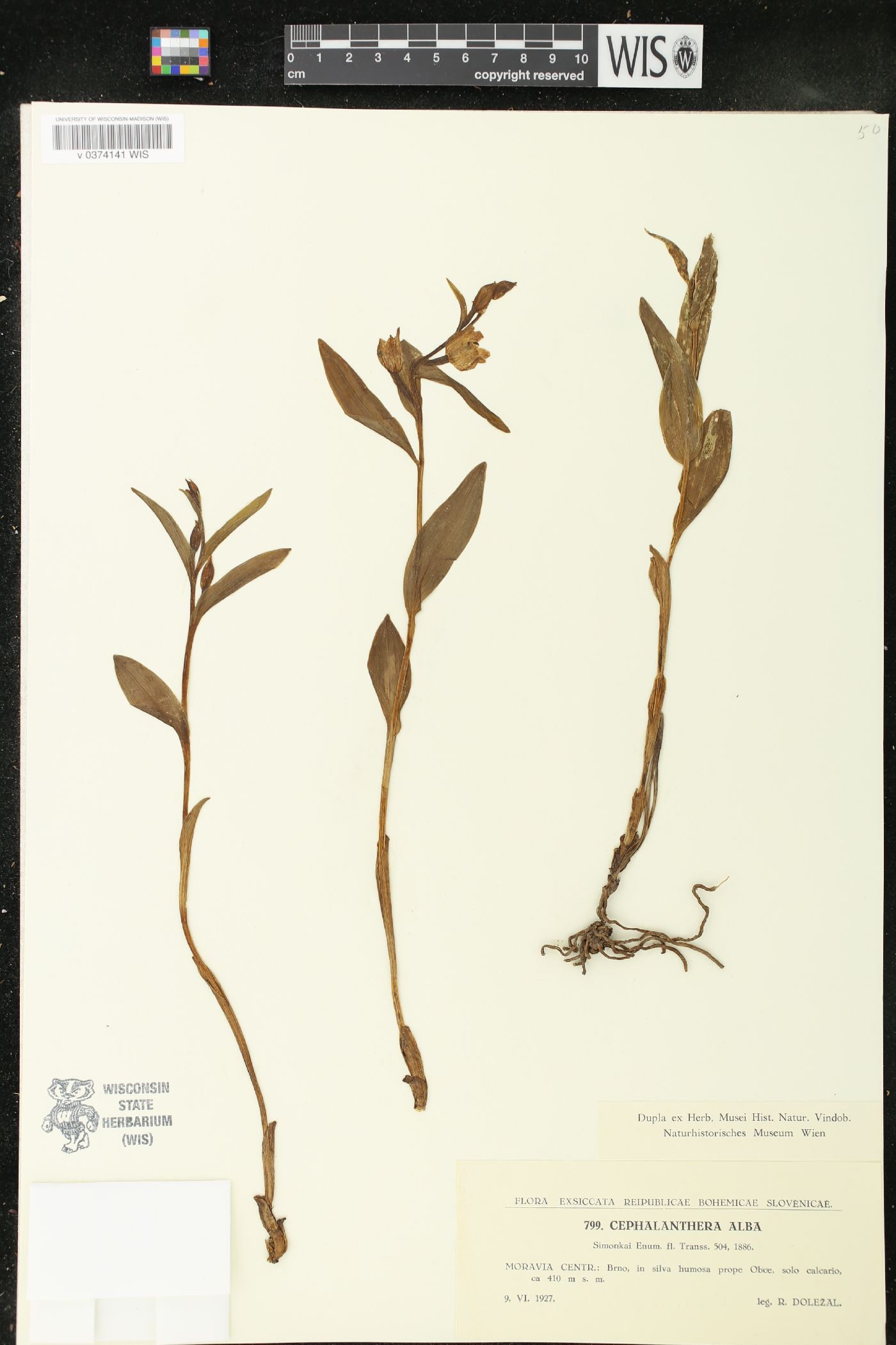 Cephalanthera damasonium image