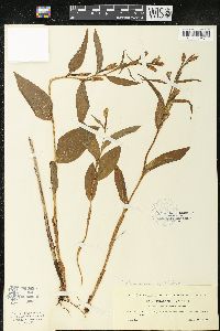 Cephalanthera damasonium image