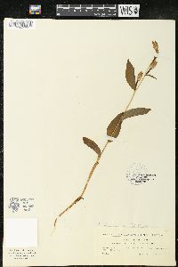 Cephalanthera damasonium image