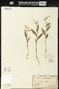 Cephalanthera damasonium image